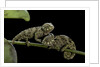 Chamaeleo johnstoni (Johnston's chameleon) - young by Anonymous
