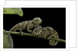 Chamaeleo johnstoni (Johnston's chameleon) - young by Anonymous
