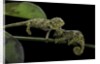 Chamaeleo johnstoni (Johnston's chameleon) - young by Anonymous