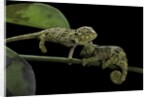 Chamaeleo johnstoni (Johnston's chameleon) - young by Anonymous