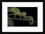 Chamaeleo johnstoni (Johnston's chameleon) - young by Anonymous