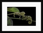 Chamaeleo johnstoni (Johnston's chameleon) - young by Corbis