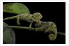 Chamaeleo johnstoni (Johnston's chameleon) - young by Corbis