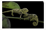 Chamaeleo johnstoni (Johnston's chameleon) - young by Anonymous