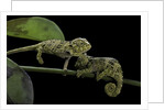 Chamaeleo johnstoni (Johnston's chameleon) - young by Corbis