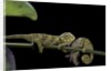 Chamaeleo johnstoni (Johnston's chameleon) - young by Anonymous