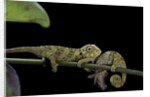 Chamaeleo johnstoni (Johnston's chameleon) - young by Anonymous