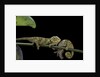 Chamaeleo johnstoni (Johnston's chameleon) - young by Anonymous