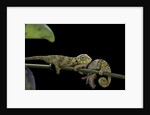 Chamaeleo johnstoni (Johnston's chameleon) - young by Anonymous