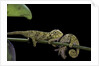 Chamaeleo johnstoni (Johnston's chameleon) - young by Anonymous