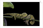Chamaeleo johnstoni (Johnston's chameleon) - young by Anonymous