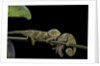 Chamaeleo johnstoni (Johnston's chameleon) - young by Anonymous