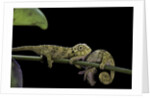 Chamaeleo johnstoni (Johnston's chameleon) - young by Anonymous