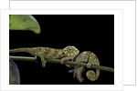 Chamaeleo johnstoni (Johnston's chameleon) - young by Anonymous