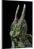 Chamaeleo johnstoni (Johnston's chameleon) by Anonymous