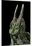 Chamaeleo johnstoni (Johnston's chameleon) by Anonymous