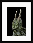 Chamaeleo johnstoni (Johnston's chameleon) by Anonymous