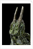 Chamaeleo johnstoni (Johnston's chameleon) by Anonymous