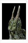 Chamaeleo johnstoni (Johnston's chameleon) by Anonymous