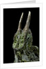 Chamaeleo johnstoni (Johnston's chameleon) by Anonymous