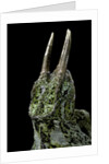 Chamaeleo johnstoni (Johnston's chameleon) by Anonymous
