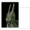 Chamaeleo johnstoni (Johnston's chameleon) by Anonymous