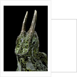 Chamaeleo johnstoni (Johnston's chameleon) by Anonymous