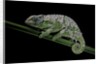 Chamaeleo johnstoni (Johnston's chameleon) - shedding its skin by Anonymous