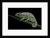 Chamaeleo johnstoni (Johnston's chameleon) - shedding its skin by Anonymous