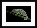 Chamaeleo johnstoni (Johnston's chameleon) - shedding its skin by Anonymous