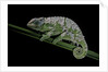 Chamaeleo johnstoni (Johnston's chameleon) - shedding its skin by Anonymous