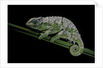 Chamaeleo johnstoni (Johnston's chameleon) - shedding its skin by Anonymous
