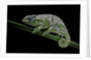 Chamaeleo johnstoni (Johnston's chameleon) - shedding its skin by Anonymous
