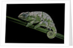 Chamaeleo johnstoni (Johnston's chameleon) - shedding its skin by Anonymous