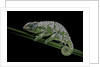 Chamaeleo johnstoni (Johnston's chameleon) - shedding its skin by Anonymous
