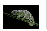 Chamaeleo johnstoni (Johnston's chameleon) - shedding its skin by Anonymous