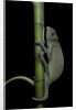 Chamaeleo senegalensis (Senegal chameleon) by Anonymous