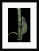Chamaeleo senegalensis (Senegal chameleon) by Anonymous