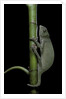 Chamaeleo senegalensis (Senegal chameleon) by Anonymous