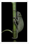 Chamaeleo senegalensis (Senegal chameleon) by Anonymous