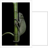 Chamaeleo senegalensis (Senegal chameleon) by Anonymous