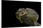 Chlamidausaurus kingi (frilled lizard) by Anonymous