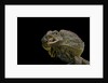 Chlamidausaurus kingi (frilled lizard) by Anonymous