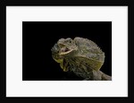 Chlamidausaurus kingi (frilled lizard) by Anonymous