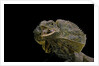 Chlamidausaurus kingi (frilled lizard) by Anonymous