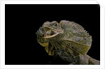Chlamidausaurus kingi (frilled lizard) by Anonymous