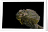 Chlamidausaurus kingi (frilled lizard) by Anonymous
