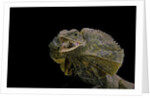 Chlamidausaurus kingi (frilled lizard) by Anonymous