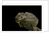 Chlamidausaurus kingi (frilled lizard) by Anonymous