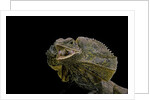 Chlamidausaurus kingi (frilled lizard) by Anonymous